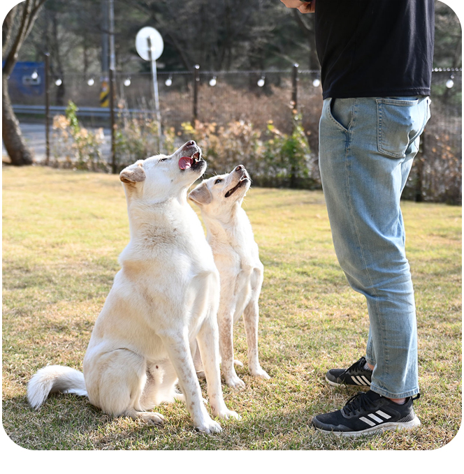 도그몬드